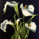 5 Arum Lilies