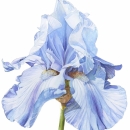 Blue Iris III