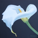 Small Arum Lily